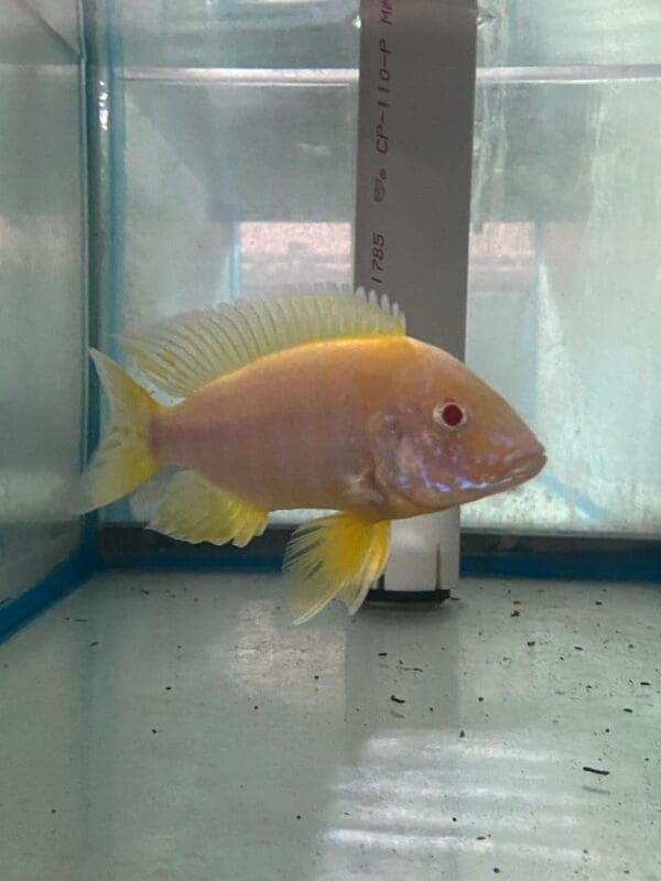 A fish is sitting in an aquarium on the floor.