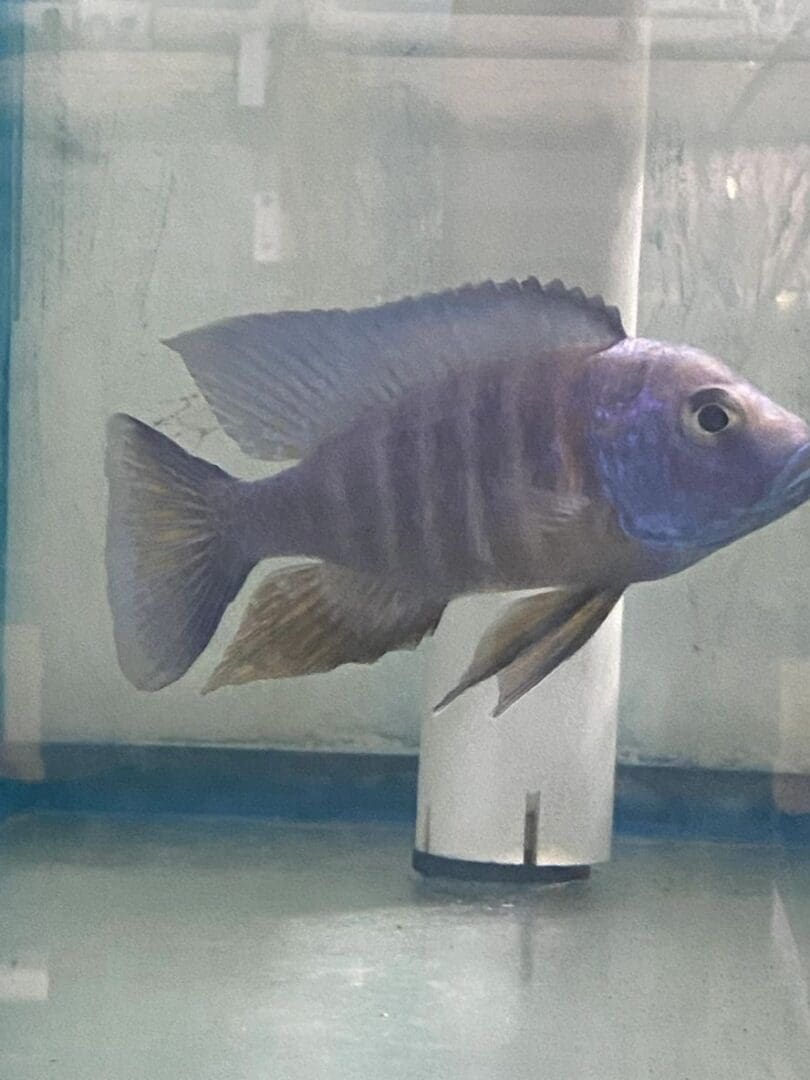 A fish is sitting on the glass of water.