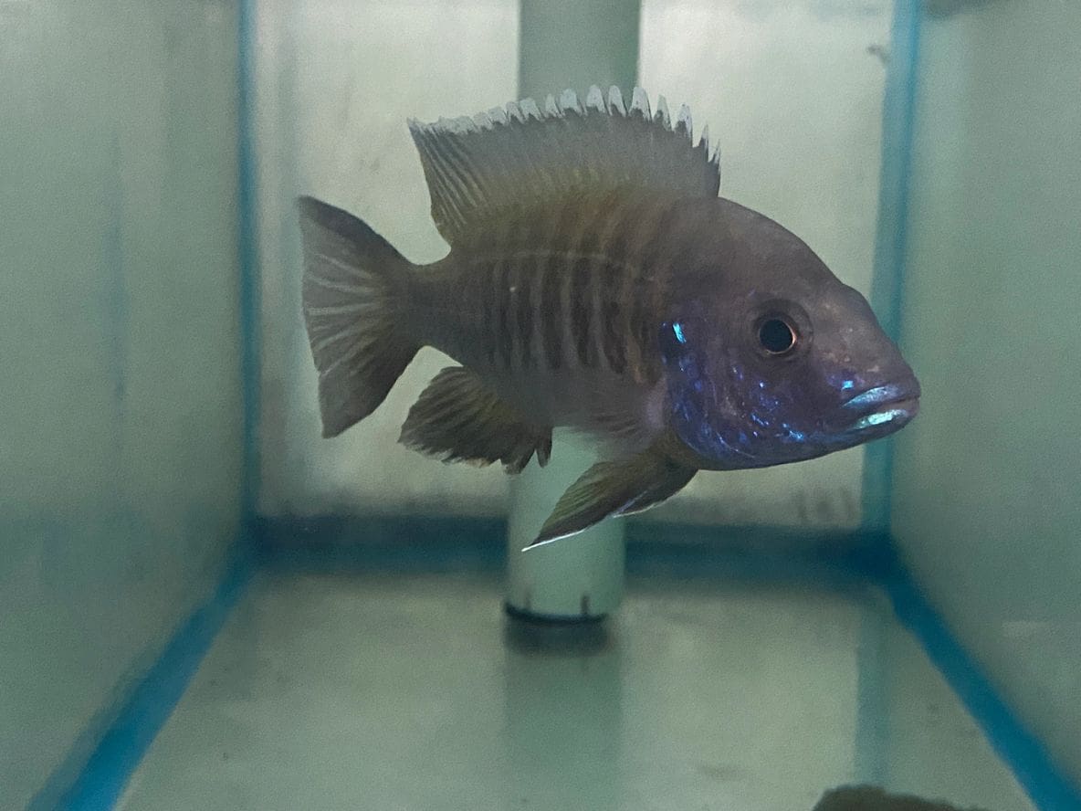 A fish is sitting in an aquarium with its head up.