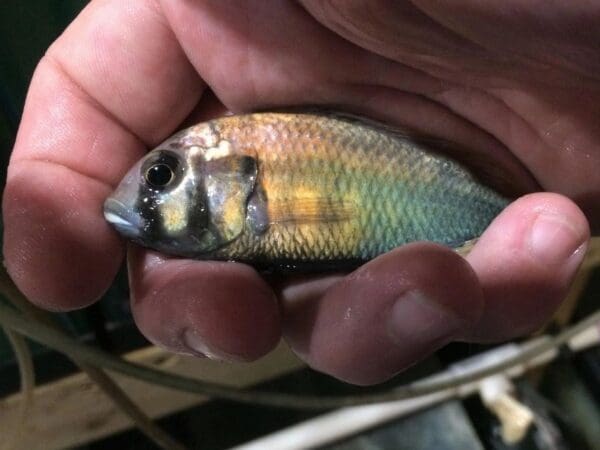 A person holding a small fish in their hand.