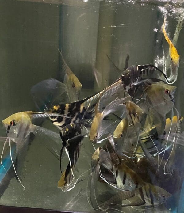 Angelfish swimming in an aquarium filled with lots of yellow and black fish.