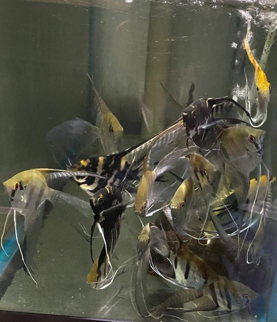 Angelfish swimming in an aquarium filled with lots of yellow and black fish.