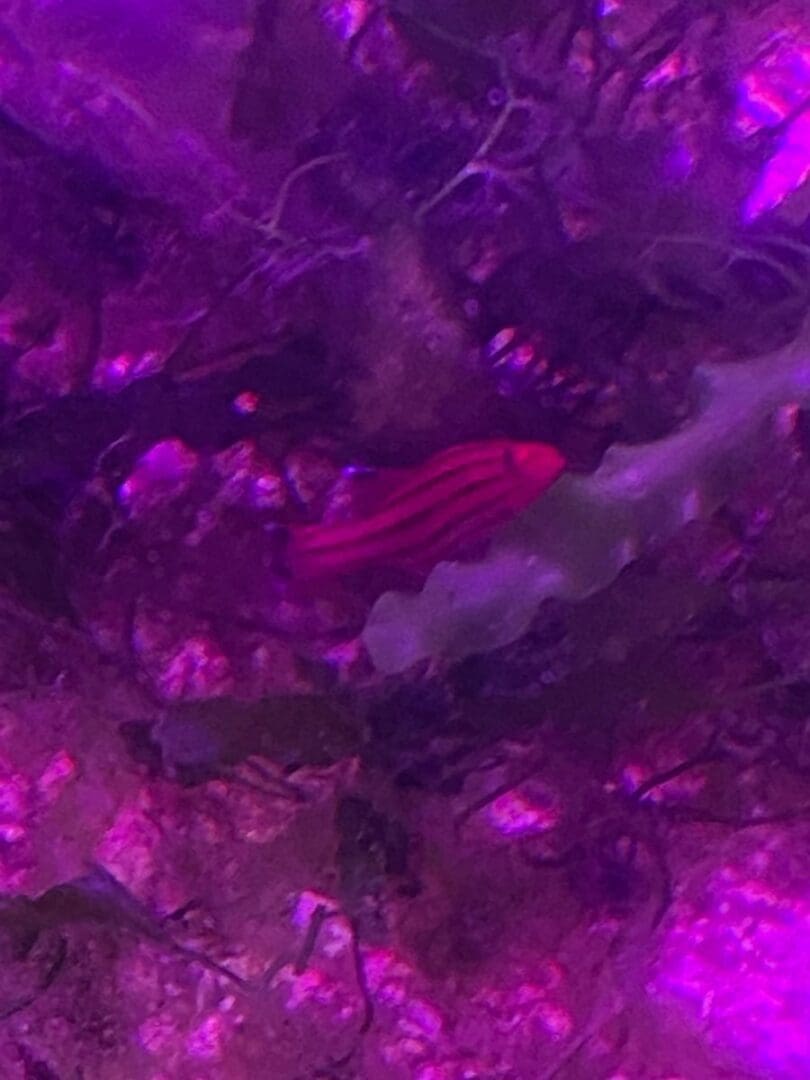 A fish swimming in the water with purple lights.