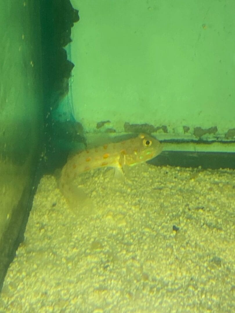 A small lizard is sitting in the sand