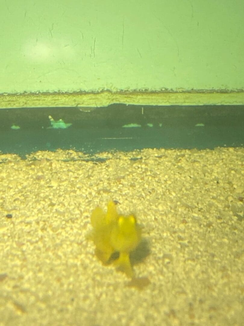 Goby Yellow Watchman