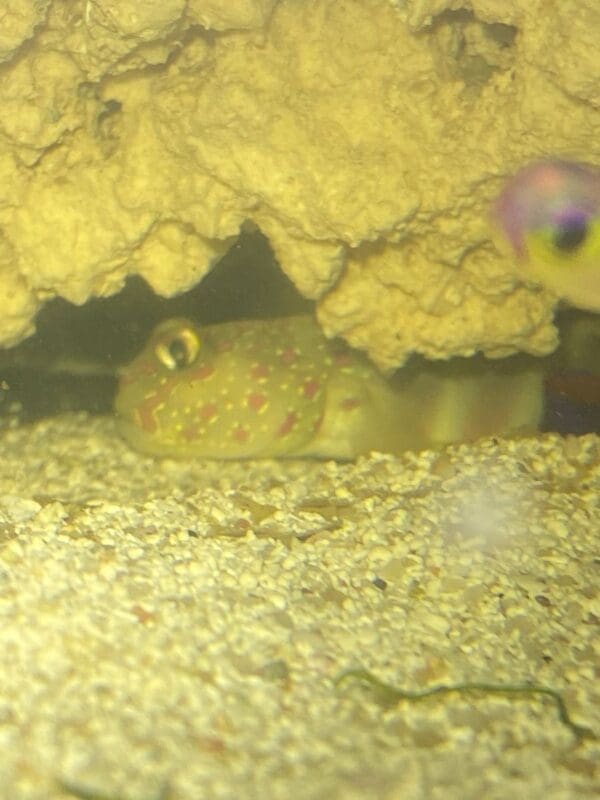 Goby Pink Spot Watchman