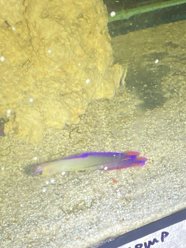 Firefish Purple