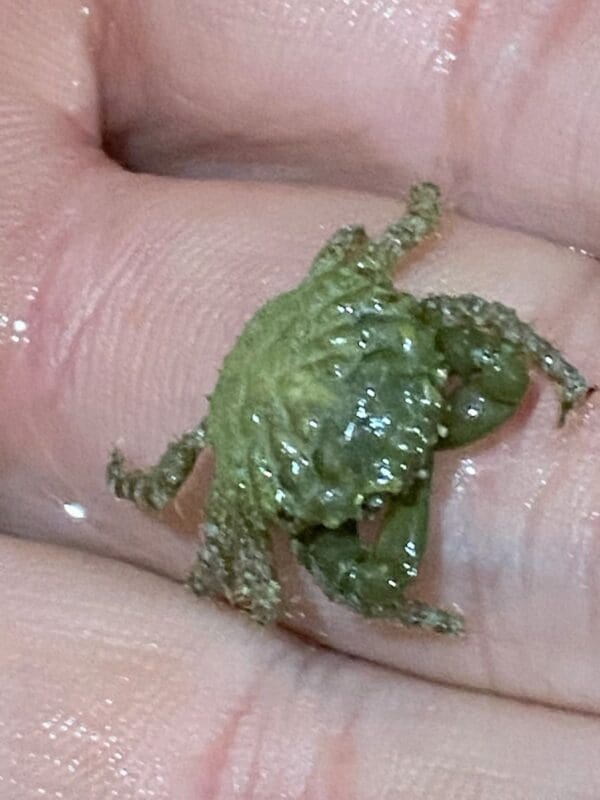 A close up of a person holding a frog