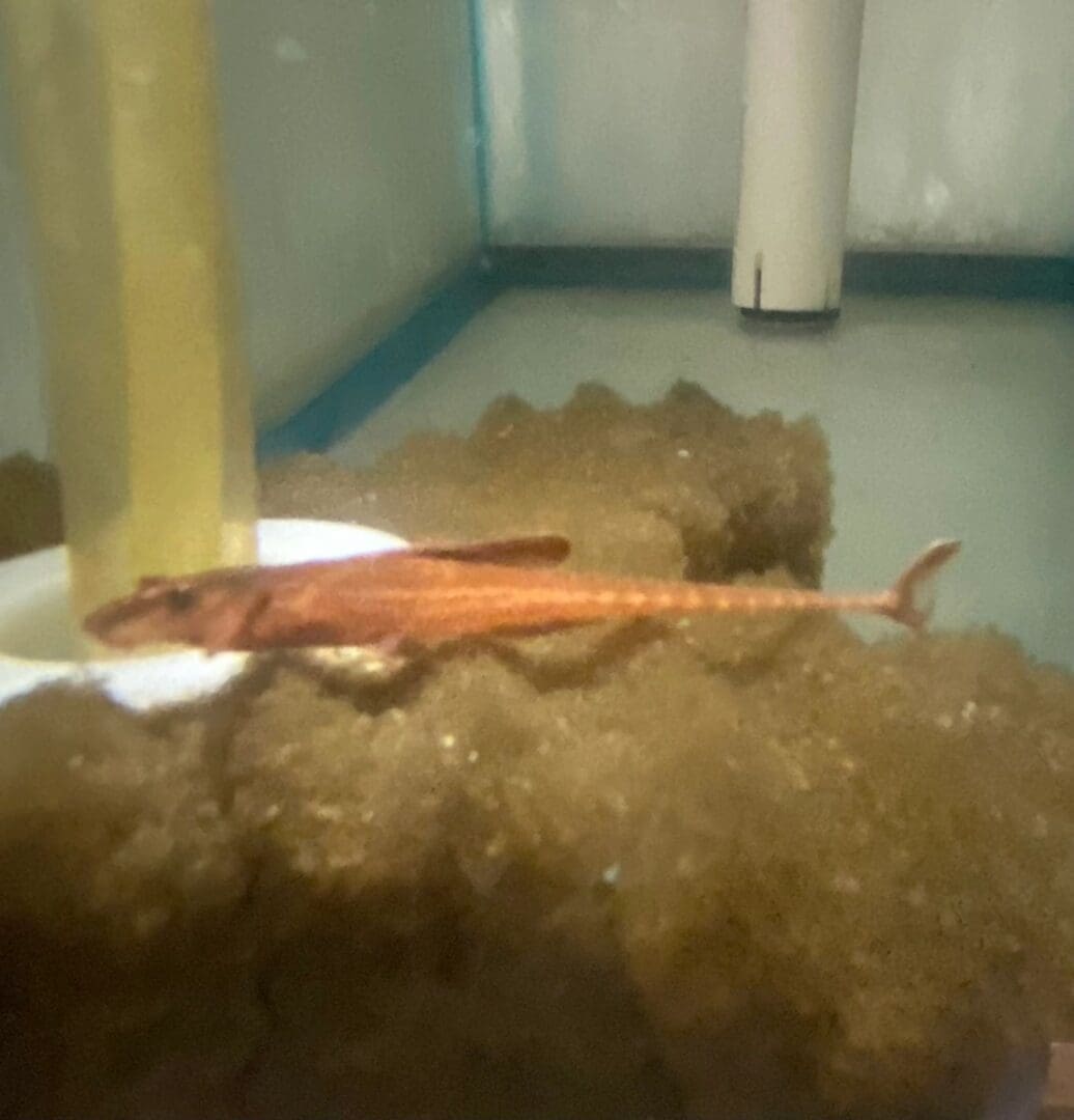 Catfish Red Loricaria