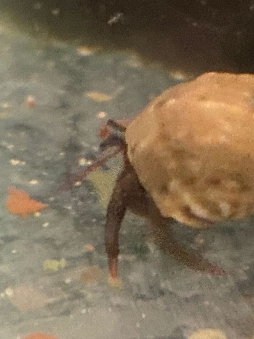 A spider crawling on the ground next to a rock.