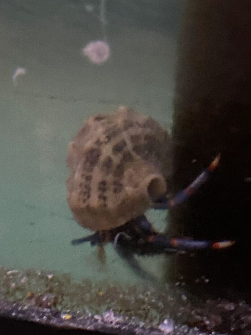 A snail is swimming in the water.