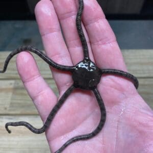 A hand holding an octopus with tentacles in it.