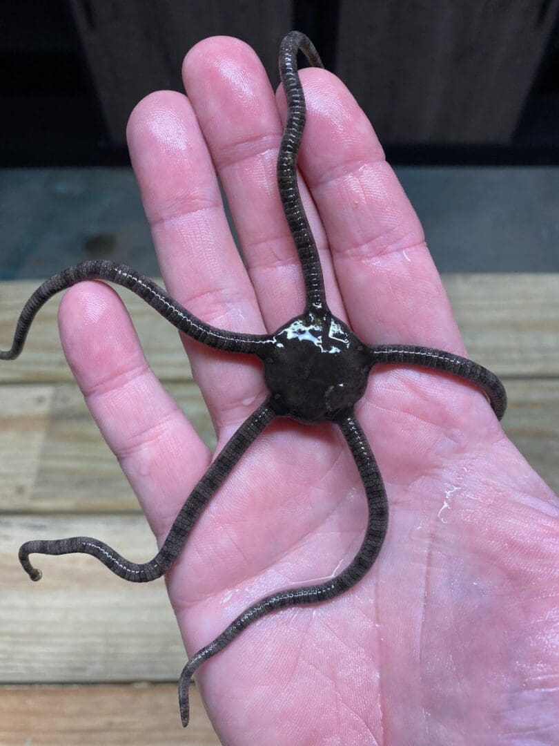 A hand holding an octopus with tentacles in it.