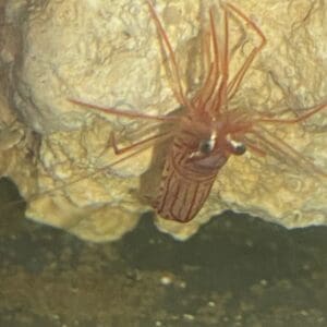 A spider is sitting on the ground in front of some rocks.