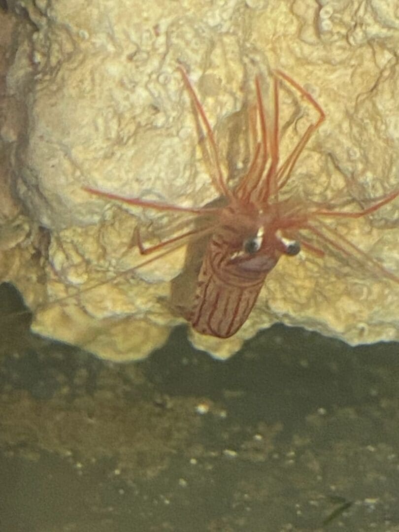 A spider is sitting on the ground in front of some rocks.