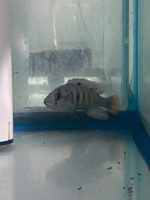 A fish is sitting in an aquarium with its head up.