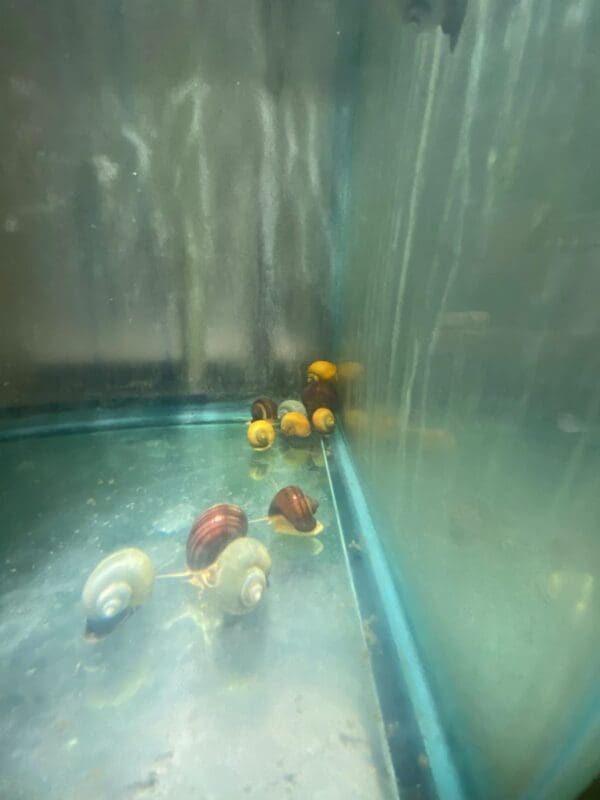 A group of small yellow and red animals in an enclosure.