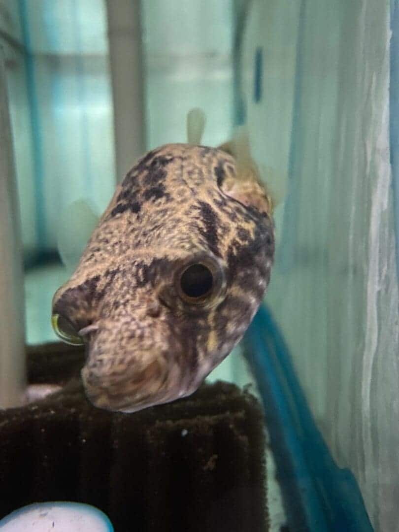 A fish is sitting on the ledge of a building.