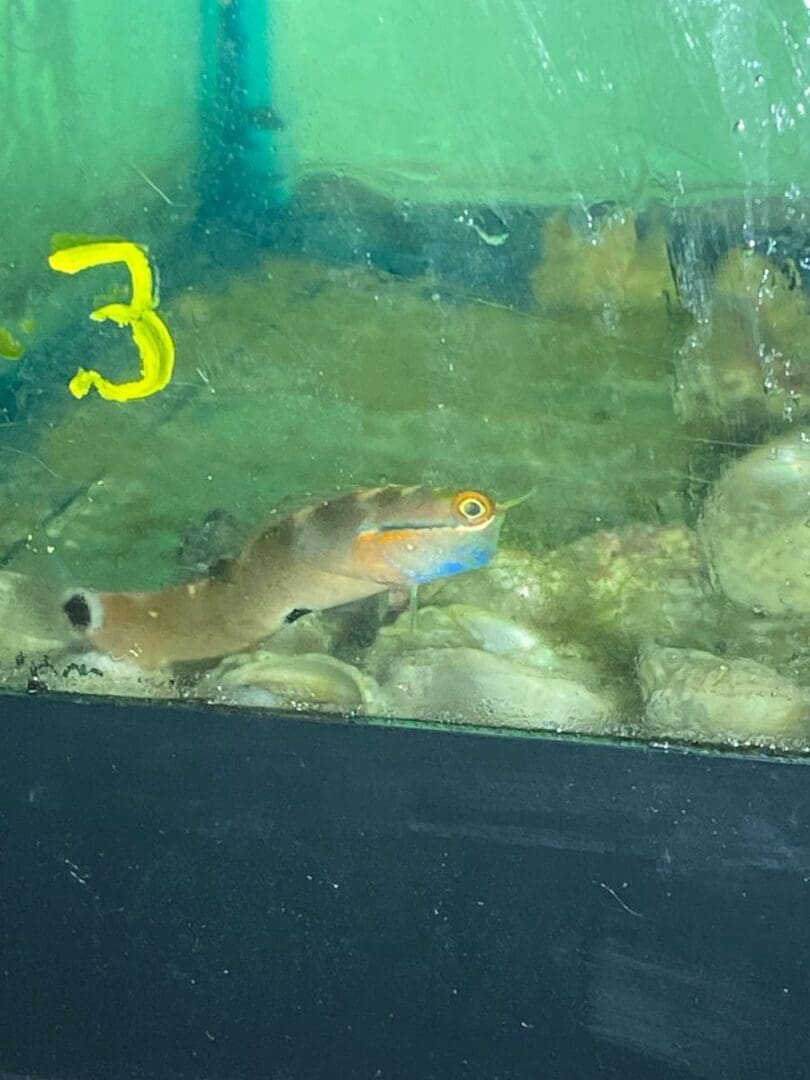 A fish is swimming in an aquarium with rocks.