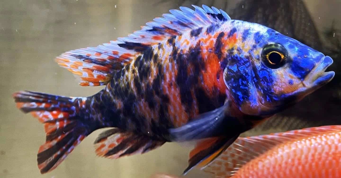 A colorful fish is swimming in the water.