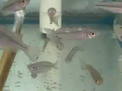 A group of fish in an aquarium with one small fish.