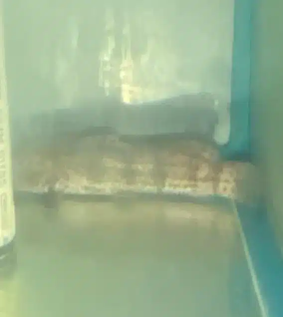 A snake is sitting on the ground in front of a window.