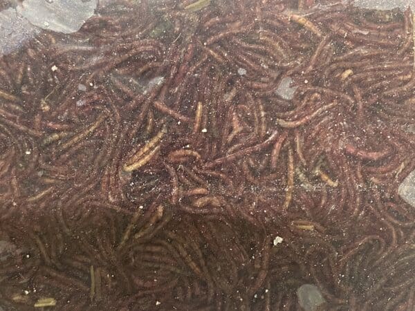 Bloodworms