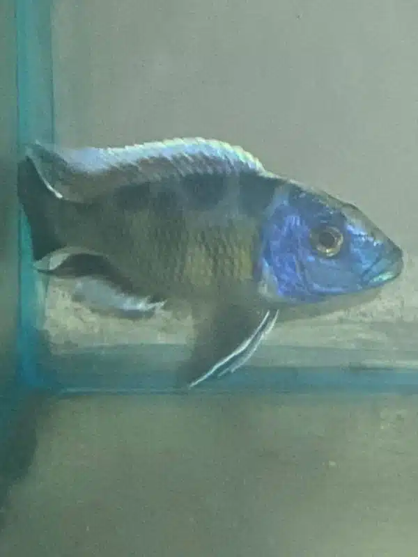 Nimbochromis Giraffe Venustus MALE