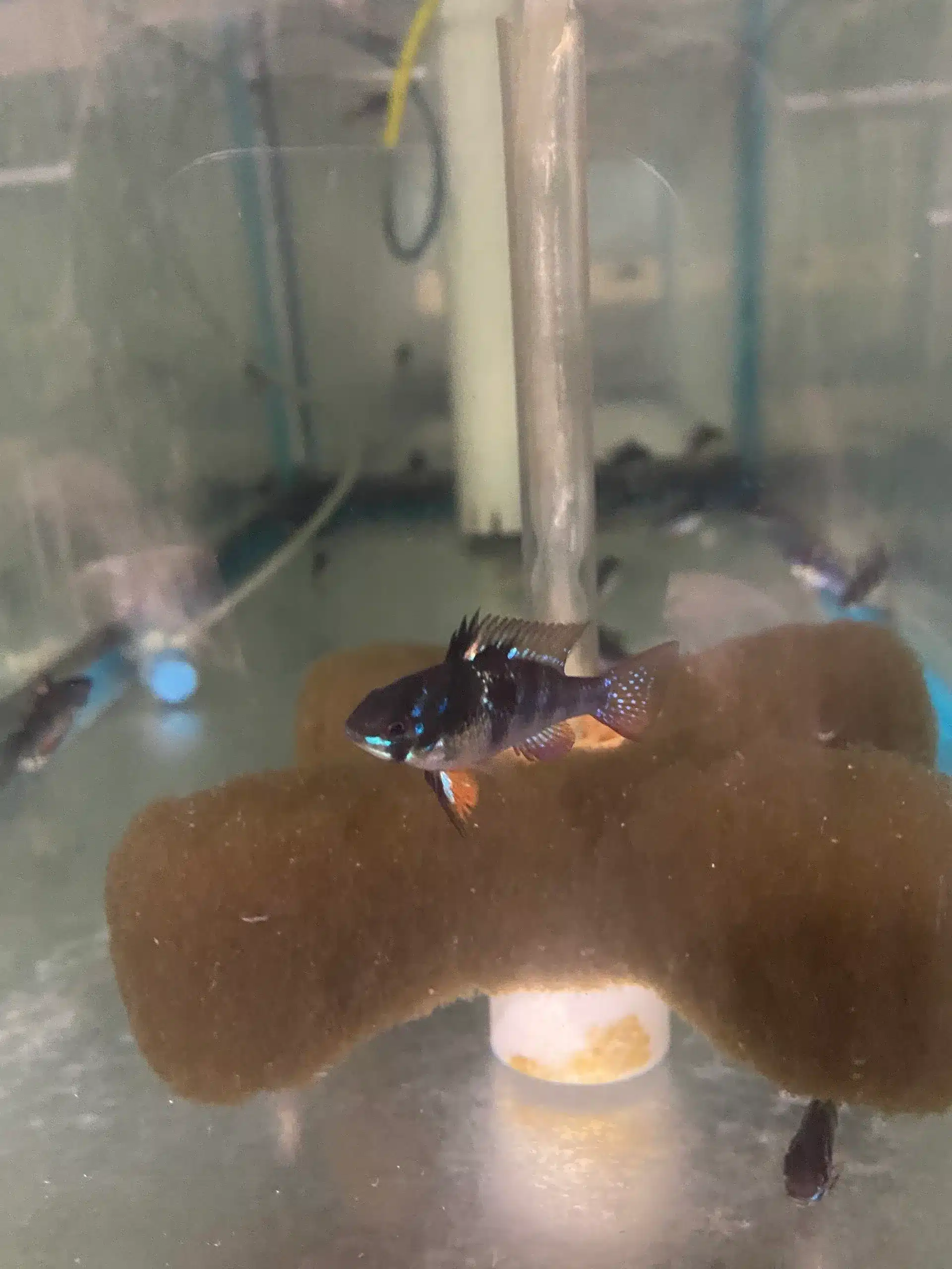 Cichlid Ram Black