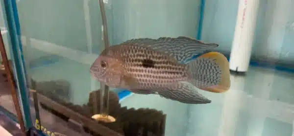 Cichlid SA Green Terror