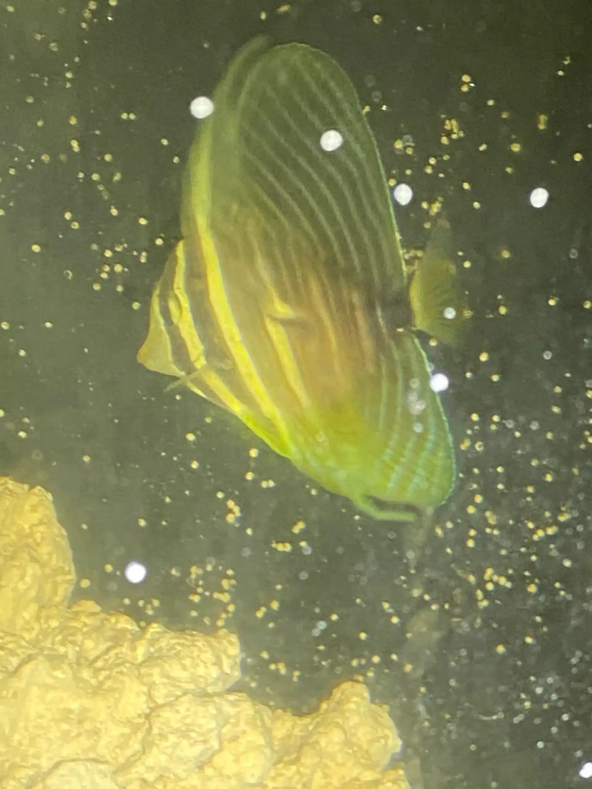 Tang Sailfin Veliferum