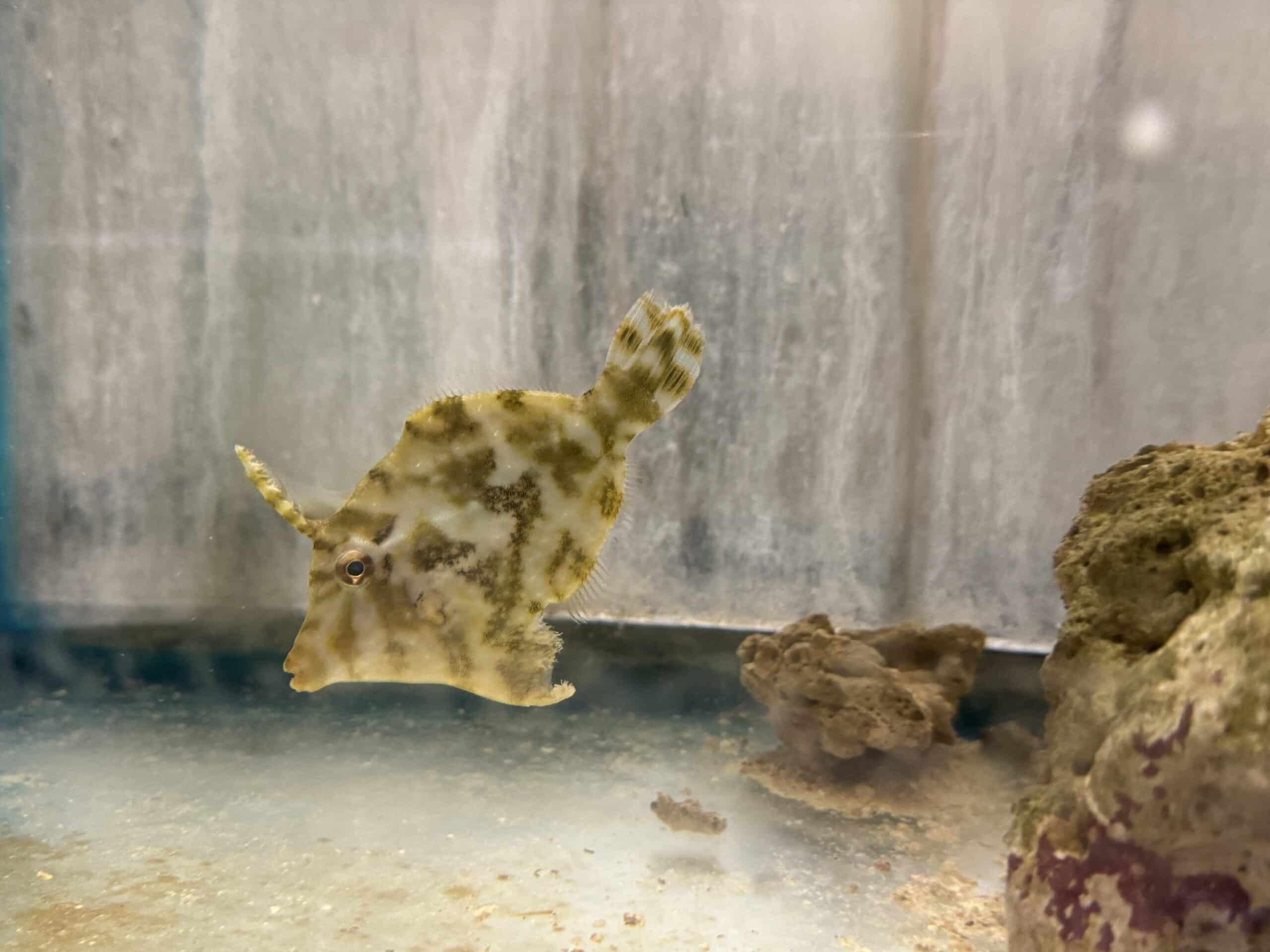 Filefish Matted